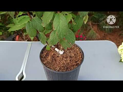 Видео: Метельчатая гортензия Bobo. Сложности полива гортензий в контейнерах