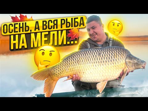 Видео: ВСЕ ХОТЕЛИ НА ДАМБУ, А ТРОФЕЙНЫЙ КАРП НА МЕЛИ. Осенняя ловля карпа по холодной воде.