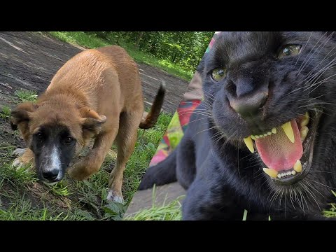 Видео: Кто пришёл знакомиться к пантере Луне?😅