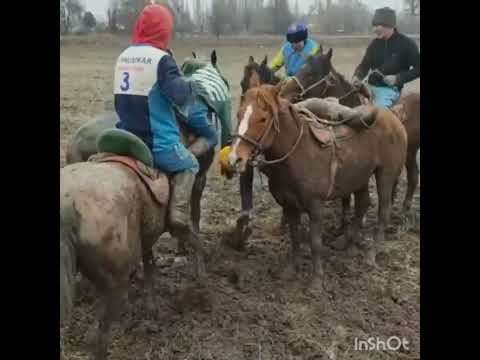 Видео: Жуков айылы жер улак ,Аламан Большевик айылына буйруду 16.02.23