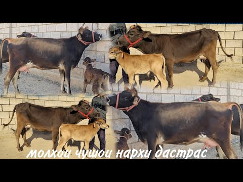 Видео: Се сар гови бқачадори Супер Тел: 000.44.37.82.    25.10.2025.г