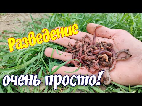 Видео: КАК РАЗВЕСТИ ЧЕРВЕЙ ДЛЯ РЫБАЛКИ НЕ ПОТРАТИВ КОПЕЙКИ. Компостная яма в домашних условиях