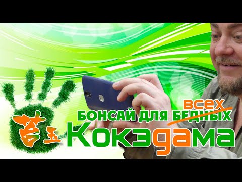 Видео: Кокедама - Бонсай для всех. Секреты изготовления.