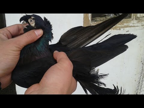 Видео: Узбекские голуби, г. Коканд, Узбекистан 🇺🇿 O'zbek kaptarlari | Usbekische tauben