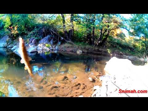 Видео: Риболов по река Ботуня до Вършец - септември 2018