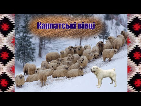 Видео: Карпатські вівці. Зимівля овець в Карпатах