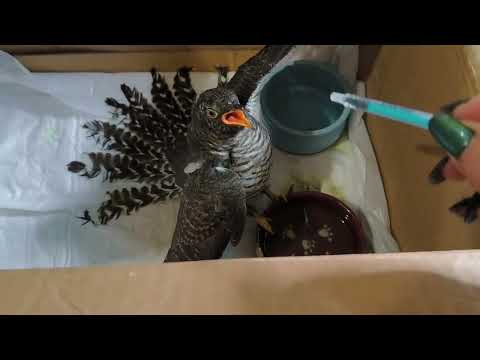 Видео: Улетели коростели