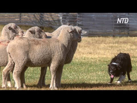 Видео: Бордер-колли из Англии купили за рекордные $24500