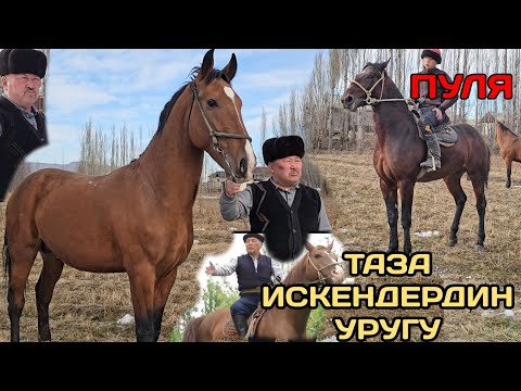 Видео: айтылуу ИСКАНДЕРДИН УРУГУ 🔥МЫКТЫ АТТАР МУХТАР АКЕДЕН ЖАПАЛАКТА