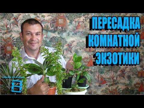 Видео: ПЕРЕСАДКА (ПЕРЕВАЛКА) ЭКЗОТИКИ НА ПОДОКОННИКЕ (ЛАВР, АПЕЛЬСИН, ГРАНАТ, БАНАН, АНАНАС)