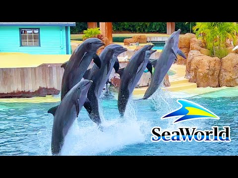 Видео: Шоу приключений дельфинов в SeaWorld Orlando 2023 | SeaWorld Orlando