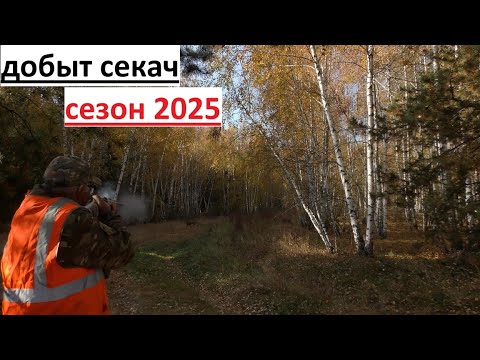 Видео: загонная охота на косулю и кабана 2025 секач добыт из под собак