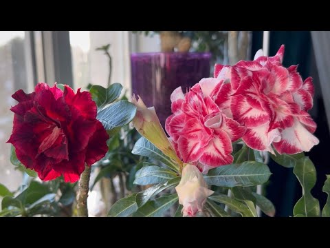Видео: Адениумы. Обзор с цветением