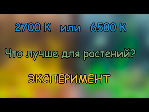 Видео: 6500 К или 2700 К ? ГДЕ РАСТЕНИЯ РАСТУТ ЛУЧШЕ?