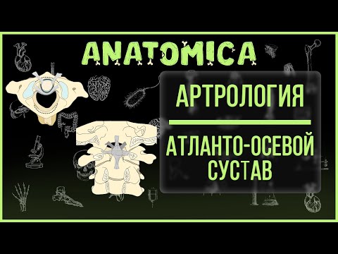 Видео: Атлантоосевой сустав / Соединение позвоночника с черепом / Артрология