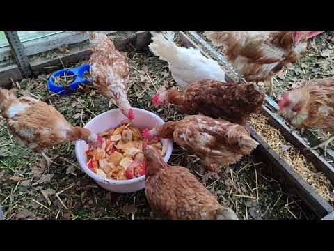 Видео: ЦЕЛЫЙ ДЕНЬ СБОР ЯИЦ🥚.ЧТО БЫЛО ВНУТРИ БРОЙЛЕРА🤦‍♀️. ГНЁЗДА ХОРОШИ👍