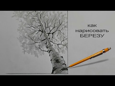 Видео: Как нарисовать дерево как нарисовать березу