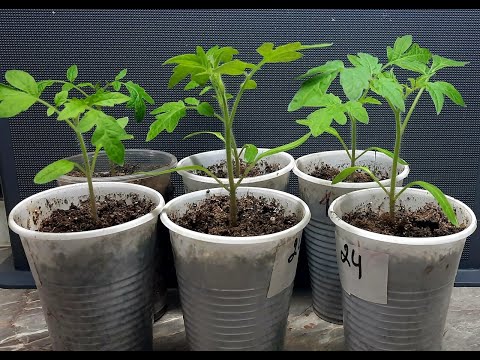 Видео: 🍅 Не совершайте этой Ошибки при выращивании РАССАДЫ ТОМАТОВ!  Пикировка ТОМАТОВ без Заморочек!