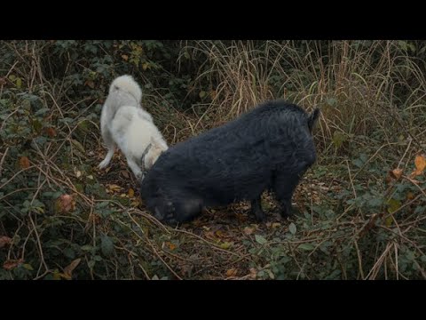 Видео: Лайки!#охота #лайки #собаки #собака 