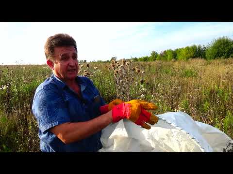 Видео: СУПЕР СПОСОБ сбора семян Мордовника. За 30 минут мешок!!!!!!