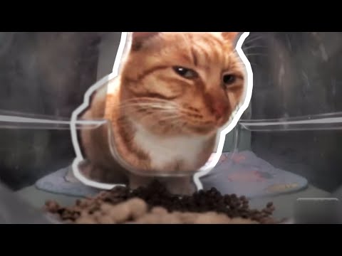 Видео: КОТ СМОТРИТ — ОТКУДА МЕМ?
