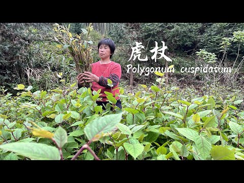 Видео: Горец по горам, острое, кислое и свежее!