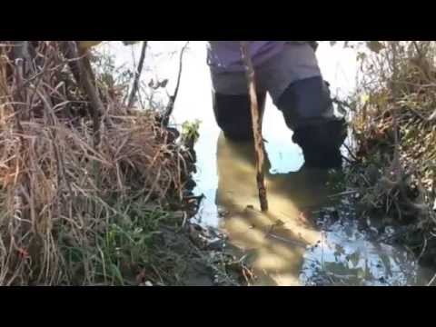 Видео: Простые наборы ловушек для бобра