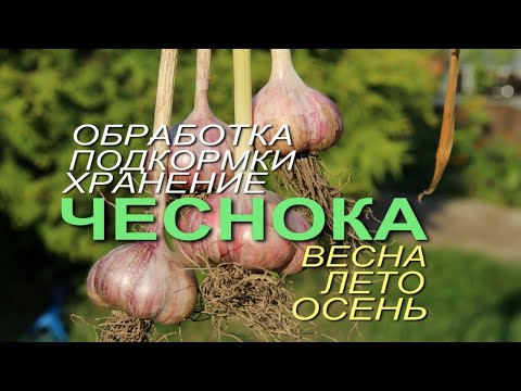 Видео: ОЗИМЫЙ ЧЕСНОК! ВСЕ ЭТАПЫ ВЫРАЩИВАНИЯ с весны до осени! Советы от ЗЕЛЕНОГО ОГОРОДА!