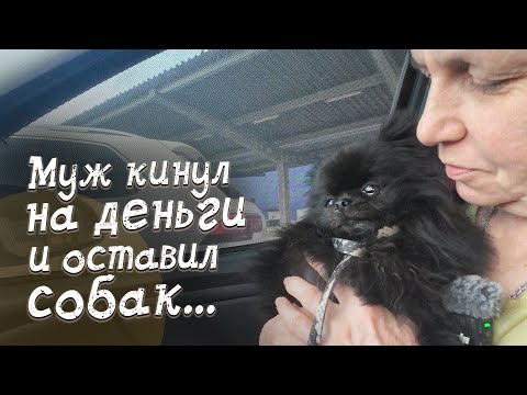 Видео: Кинул на деньги и скинул собак, что дальше?!
