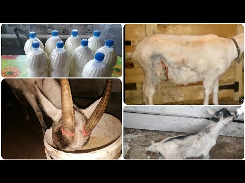 Видео: ПОСЛЕДСТВИЯ МОГУТ БЫТЬ УЖАСНЫМИ, ЛУЧШЕ ОБЕЗРОЖИТЬ СЕЙЧАС. РОГА ЭТО НЕ ШУТКИ. Обезроживание козлят.