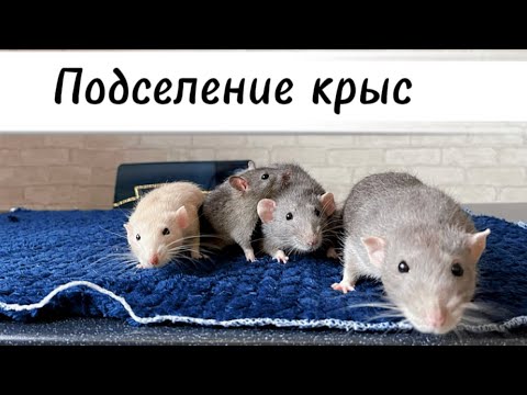 Видео: Подселение крыс 🐀 | Как подружить новую крысу и старую 🐀
