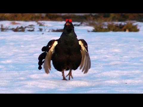 Видео: За косачами без ружья