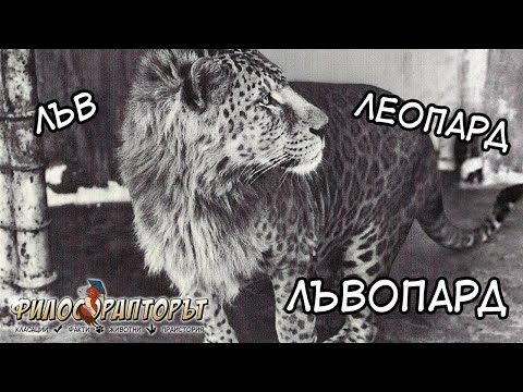 Видео: ТОП 10 уникални ЖИВОТНИ ХИБРИДИ