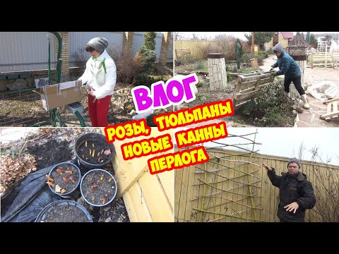 Видео: Как перезимовали розы? Тюльпаны в горшках. Новые канны. И новая пергола от Паши. Garden in April.