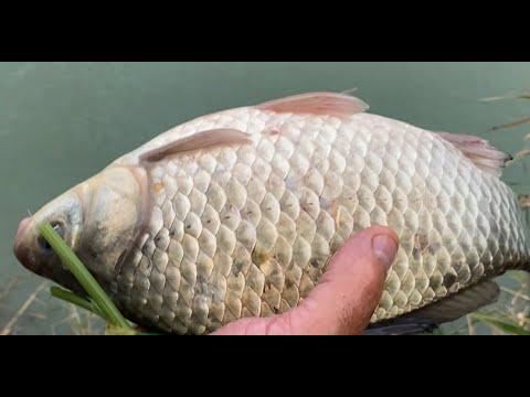 Видео: Осенний карась. Переселение.