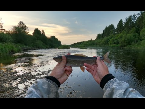 Видео: Вечер на реке с нахлыстом,хариус на мушку.