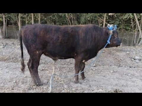 Видео: БУКА ФУРИШИ 902.21.31.91..8916.447.65.68 ВАТСАБ