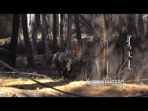 Видео: Эх өв: "Хүдрийн заар" | MNB