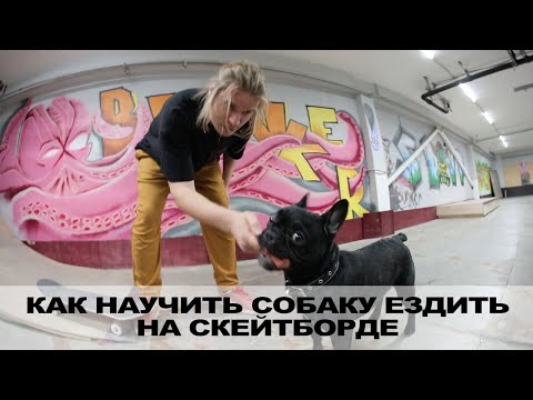 Видео: КАК НАУЧИТЬ СОБАКУ ЕЗДИТЬ НА СКЕЙТЕ