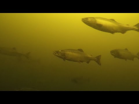 Видео: ТАКОГО ОТЛИЧНОГО КЛЁВА ДАЖЕ СТАРОЖИЛЫ НЕ ПОМНЯТ / ОТЛИЧНЫЙ КЛЁВ ГОРБУШИ