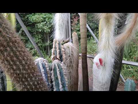Видео: Кактусная теплица у друзей.Огромные цереусы.Отдых с коллегами по хобби.