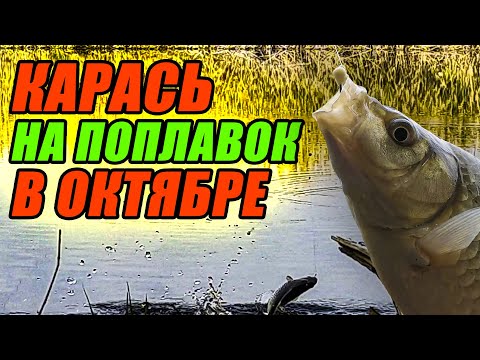 Видео: Ловля КАРАСЯ на ПОПЛАВОК в ОКТЯБРЕ! Карась КЛЮЁТ на СЕКРЕТНОЕ СЫРНОЕ ТЕСТО и БОЛТУШКУ с ВИТАМИНАМИ!