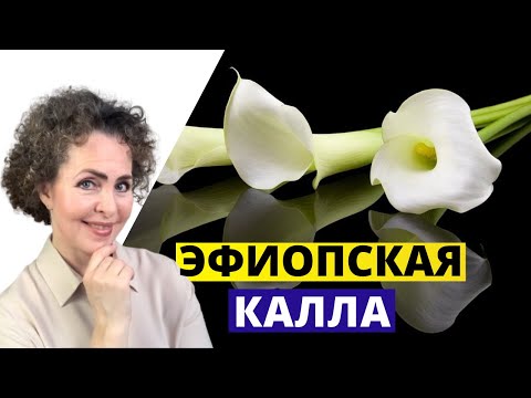 Видео: КАЛЛУ Эфиопскую вырастить ЛЕГКО