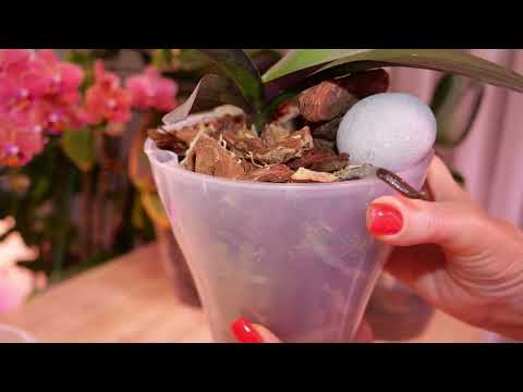 Видео: Цветущие не заметят эти пересадки. Есть ли период покоя у орхидей. Как орхидеи укореняются.