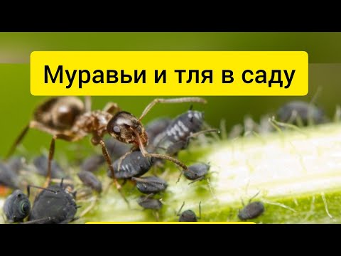 Видео: Как избавиться от садовых муравьёв. Просто и доступно.How we fight garden ants. Easy!