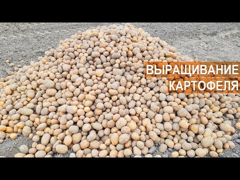 Видео: Выращивание картофеля. КФХ Андрея Никитина. Калининградская область.