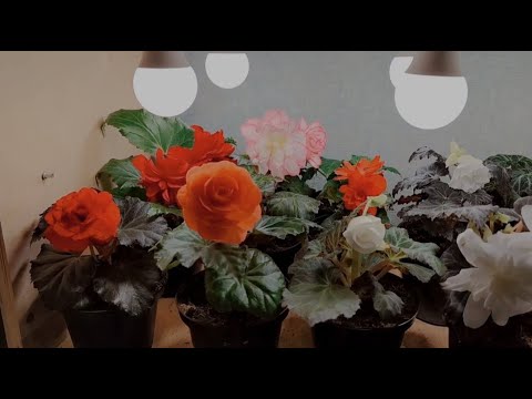 Видео: Бегонияны уругунан остуруу.#болмогулдору#бегония