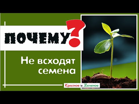 Видео: Почему не всходят семена? Выясним все причины!
