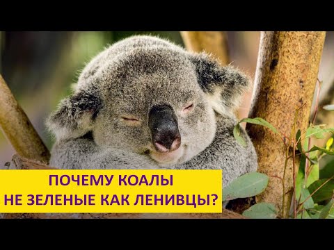 Видео: Почему коалы не зеленые? Наталья Носова