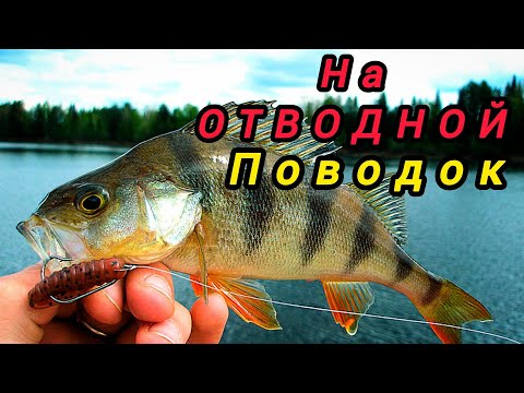 Видео: ЛОВЛЯ ОКУНЯ на отводной поводок!! КАКИЕ ПРИМАНКИ НРАВЯТСЯ ОКУНЮ???